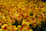 amsterdam_138.jpg