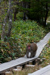 japan_and_hongkong_318_048.jpg