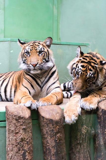 ZOO_Praha_63-3.jpg