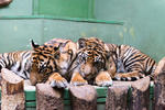 ZOO_Praha_71-4.jpg