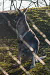 ZOO_Praha_prosinec_2012_24-1.jpg