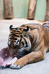 ZOO_Praha_prosinec_2012_39-2.jpg