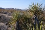 JoshuaTree_009.jpg