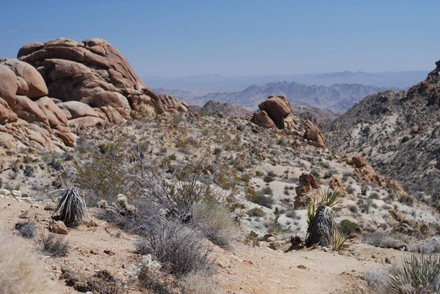 JoshuaTree_021.jpg