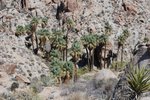 JoshuaTree_023.jpg