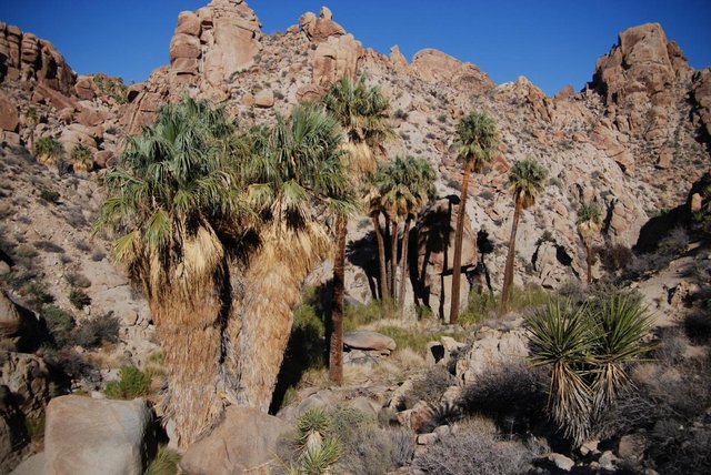 JoshuaTree_026.jpg