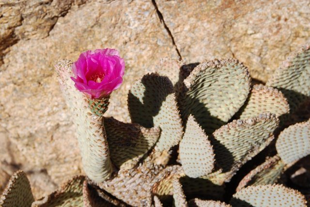 JoshuaTree_028.jpg