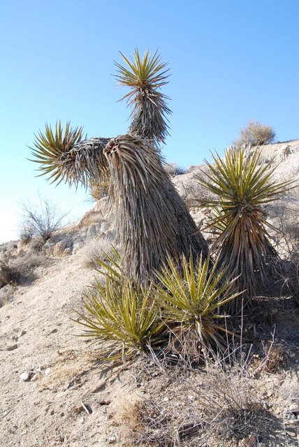 JoshuaTree_029.jpg