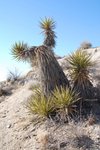 JoshuaTree_029.jpg