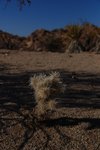 JoshuaTree_031.jpg