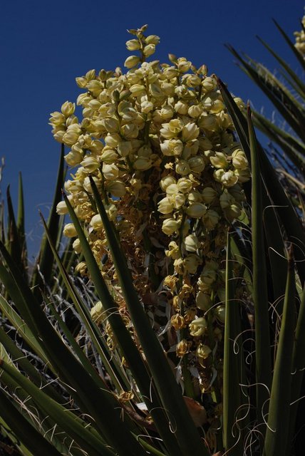 JoshuaTree_060.jpg