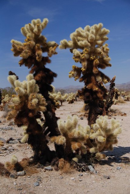 JoshuaTree_064.jpg