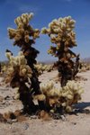 JoshuaTree_064.jpg