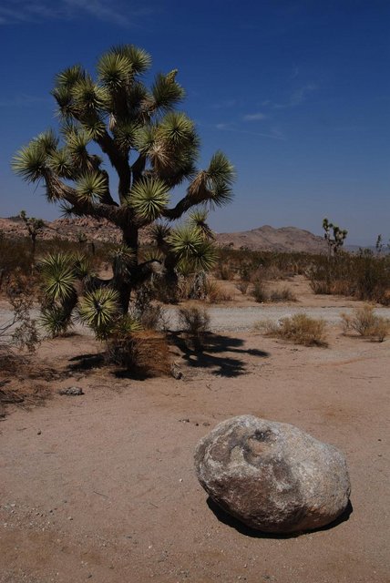 JoshuaTree_068.jpg