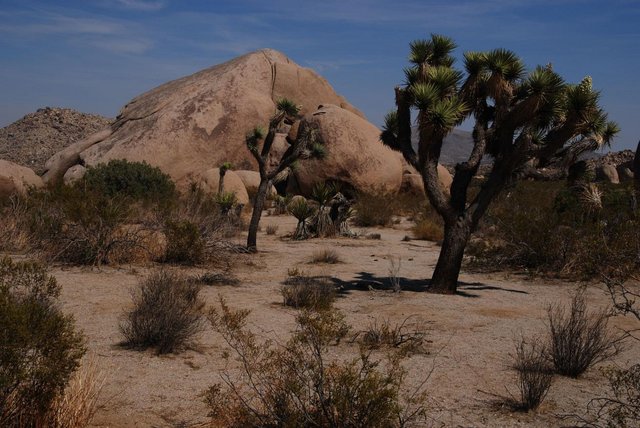 JoshuaTree_069.jpg