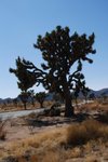 JoshuaTree_077.jpg