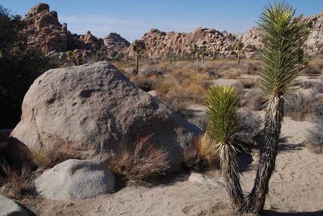 JoshuaTree_078.jpg