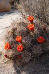 JoshuaTree_080.jpg