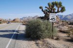 JoshuaTree_081.jpg