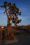 JoshuaTree_083.jpg