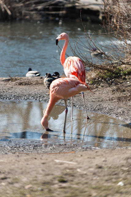 zoo_praha_118-15.jpg