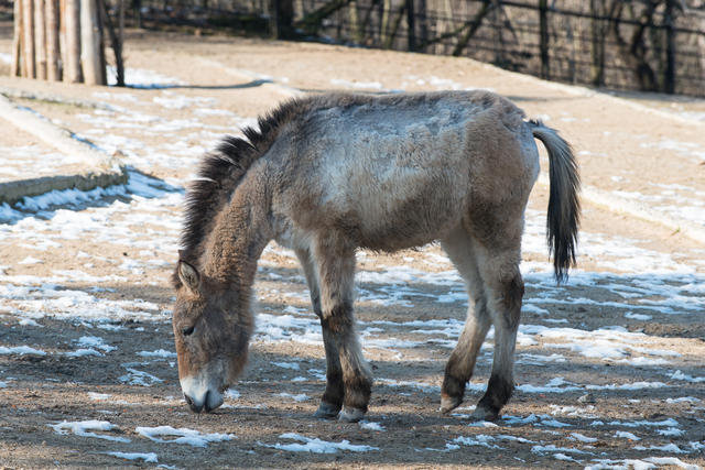 zoo_praha_142-18.jpg