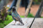 anglie_517-77.jpg