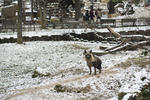 004_zoo_praha_24