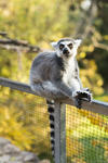 017_zoo_praha_117