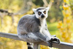 018_zoo_praha_123